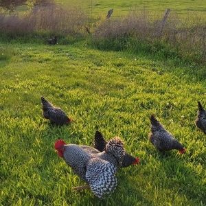 Meet your Posher, Susan